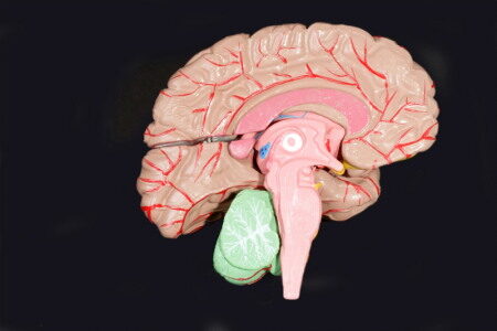 Hogyan működik a tini agy?