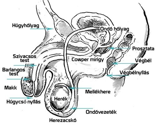 A férfi anatómiája