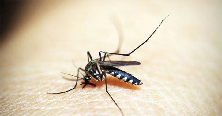 7 házi gyógymód szúnyogcsípésre