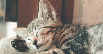 A macskák rossz leheletének lehetséges okai