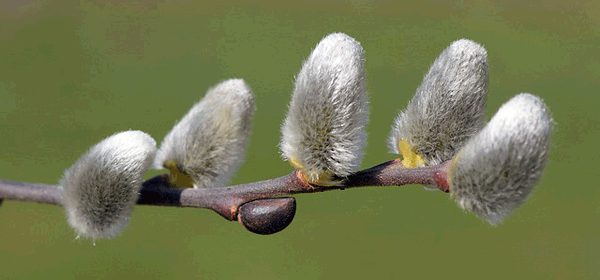 pollen