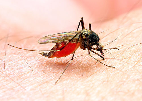 7 házi gyógymód szúnyogcsípésre