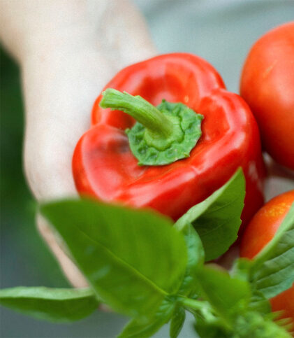 Paprika