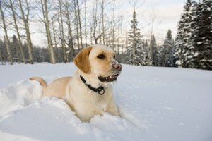 Hogyan gondoskodj a kutyádról télen?