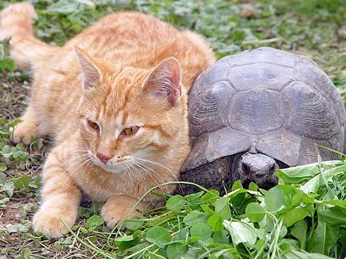 macska, teknős