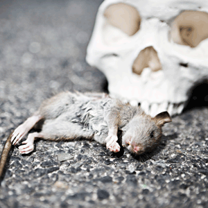 Patkányok is terjesztik a leptospirozist