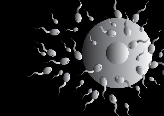 kevés spermium okai A prosztatitisből részt vevő gyógynövények