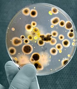 PharmaOnline - Hogyan javítja a kínai diéta a cukorbetegek anyagcseréjét?
