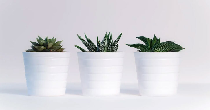 A 14 leghatásosabb légtisztító szobanövény